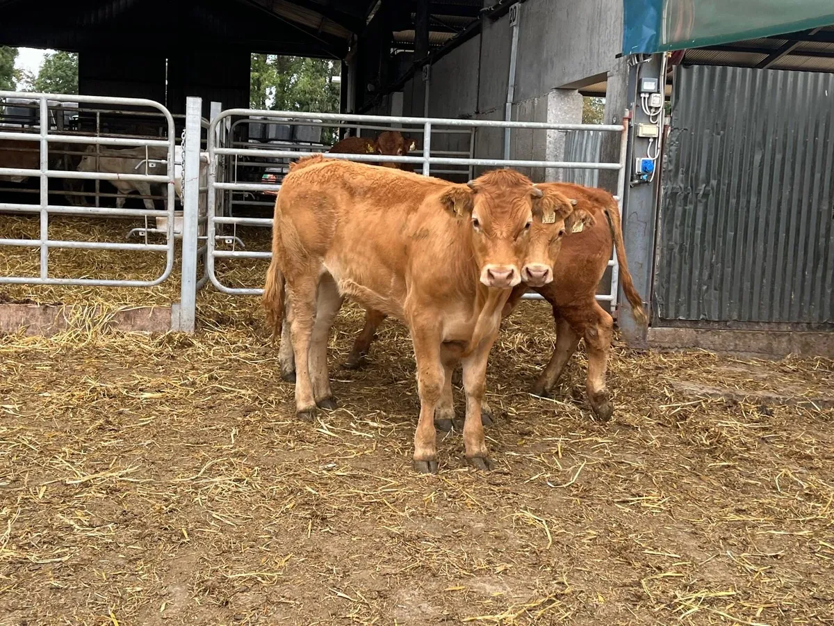 6 super  limousin  store bullocks - Image 3