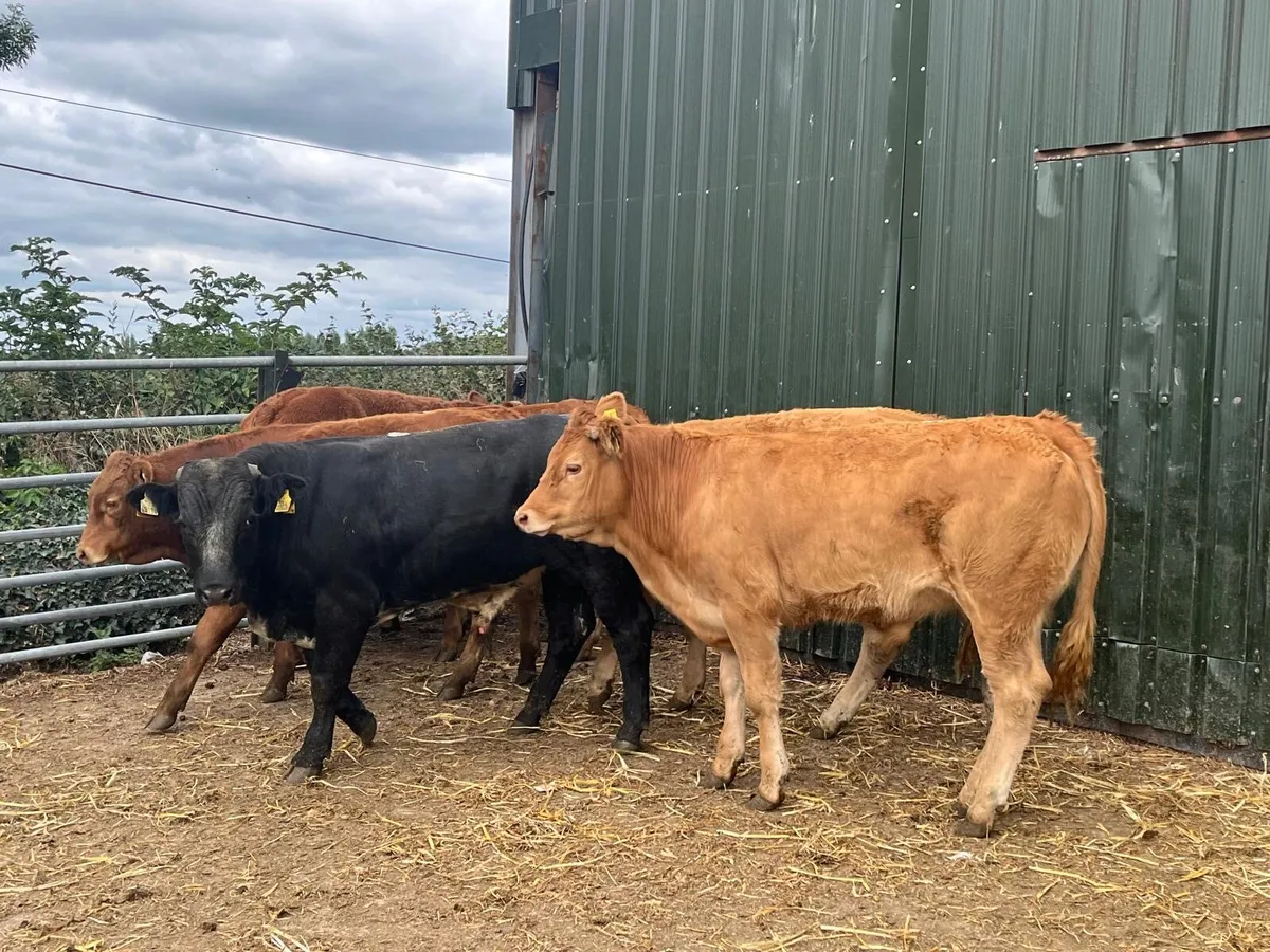 6 super  limousin  store bullocks - Image 4