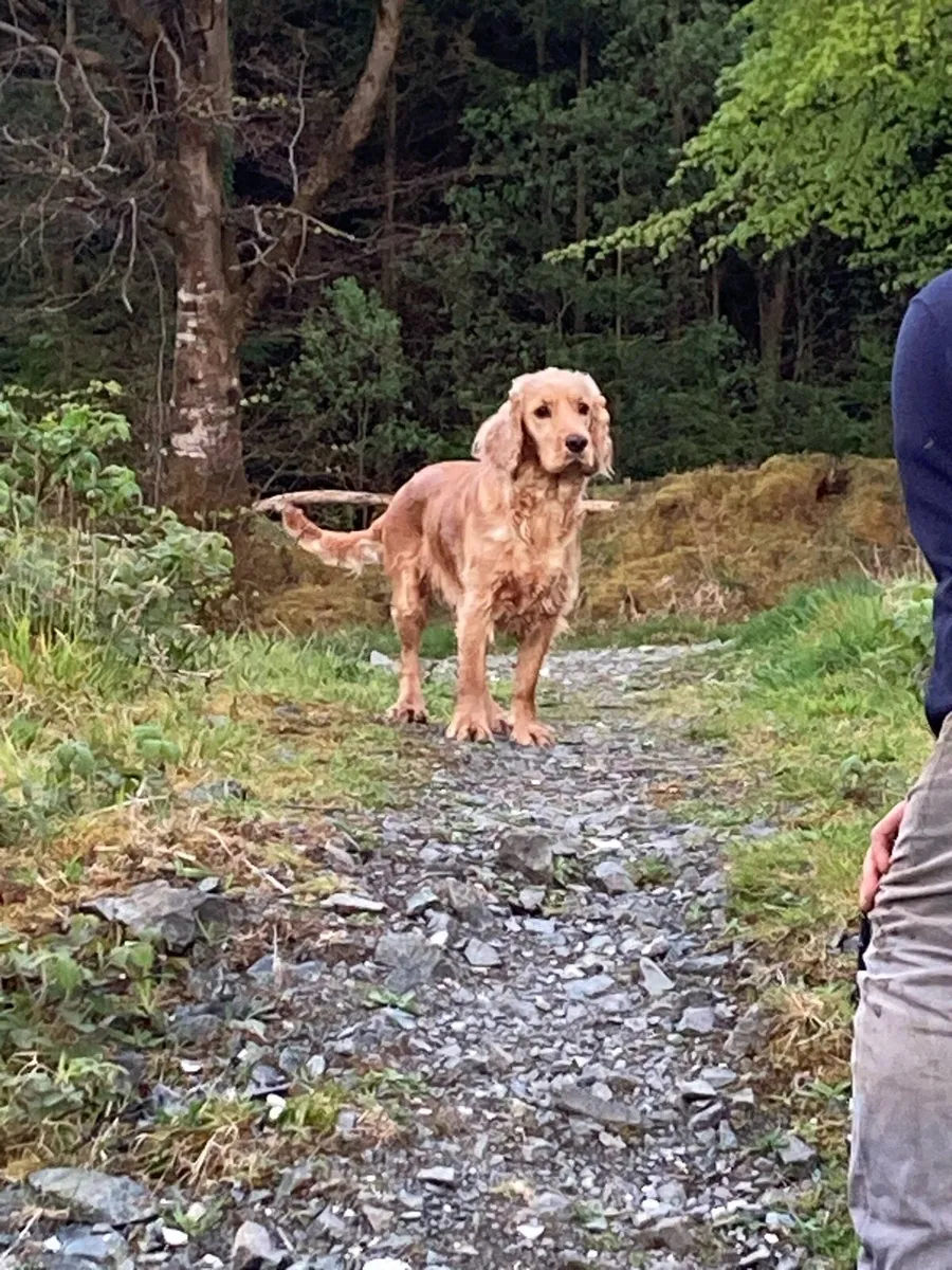 Dog walking Service around Letterkenny area - Image 1