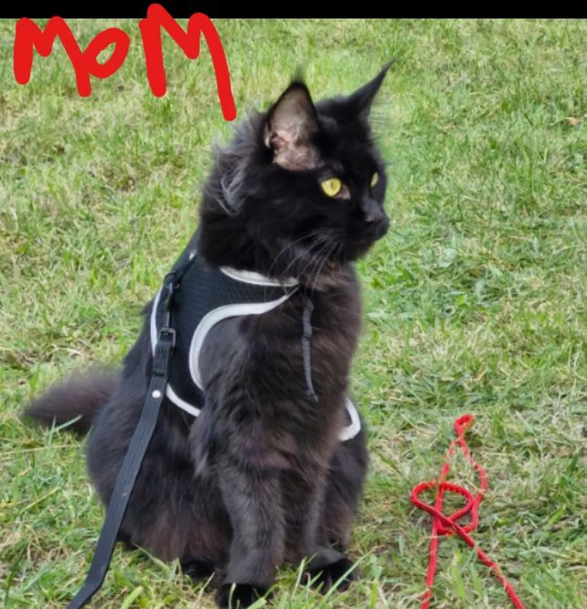 Maine coon x British Kitten - Image 2