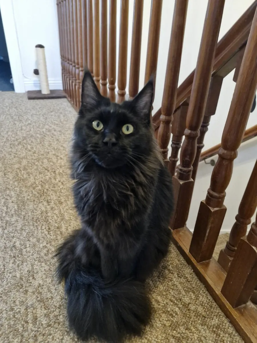 Maine coon x British Kitten - Image 3