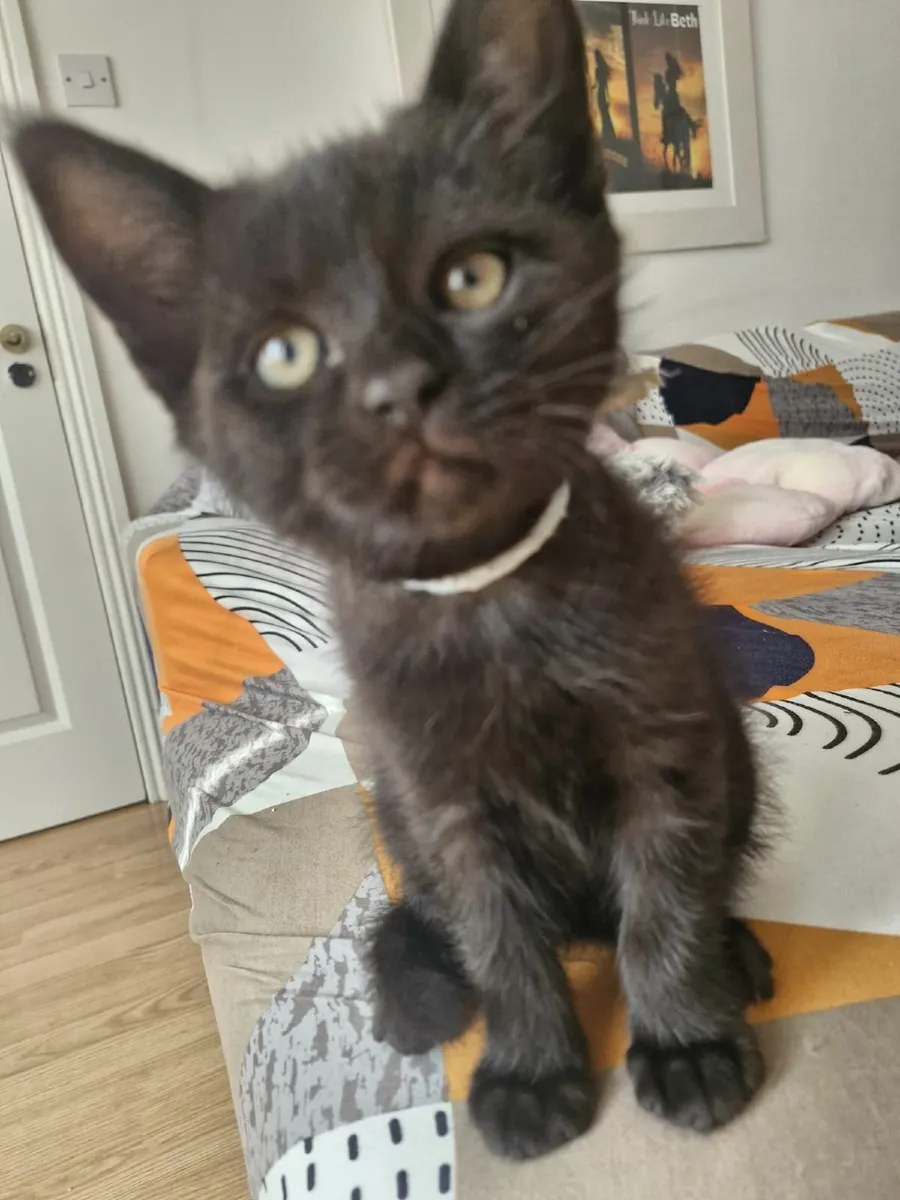 Maine coon x British Kitten - Image 1
