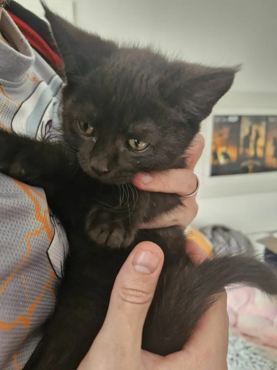 Maine coon x British Kitten - Image 4