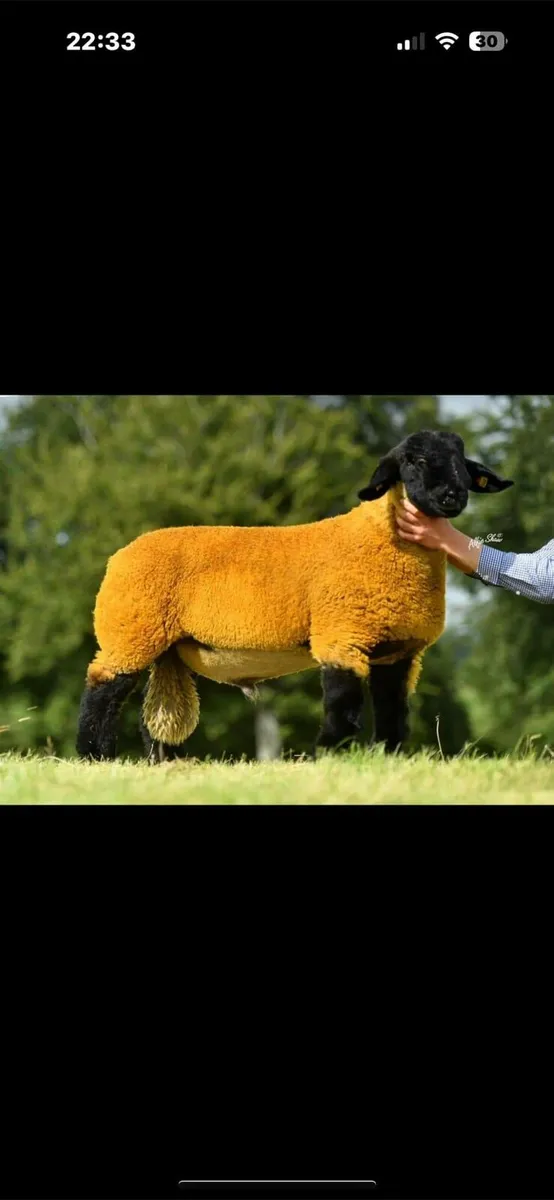 SUFFOLK  SIS RAMLAMBS - Image 1
