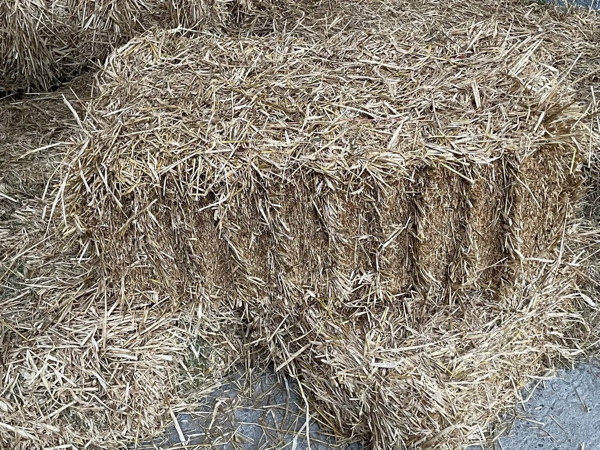 Small square bales of barley straw - Image 1