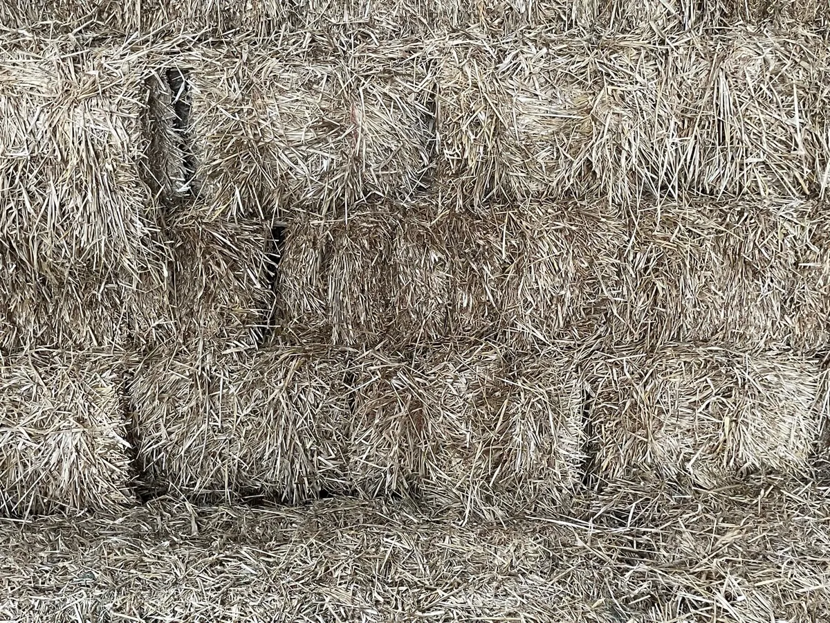 Small square bales of barley straw - Image 2