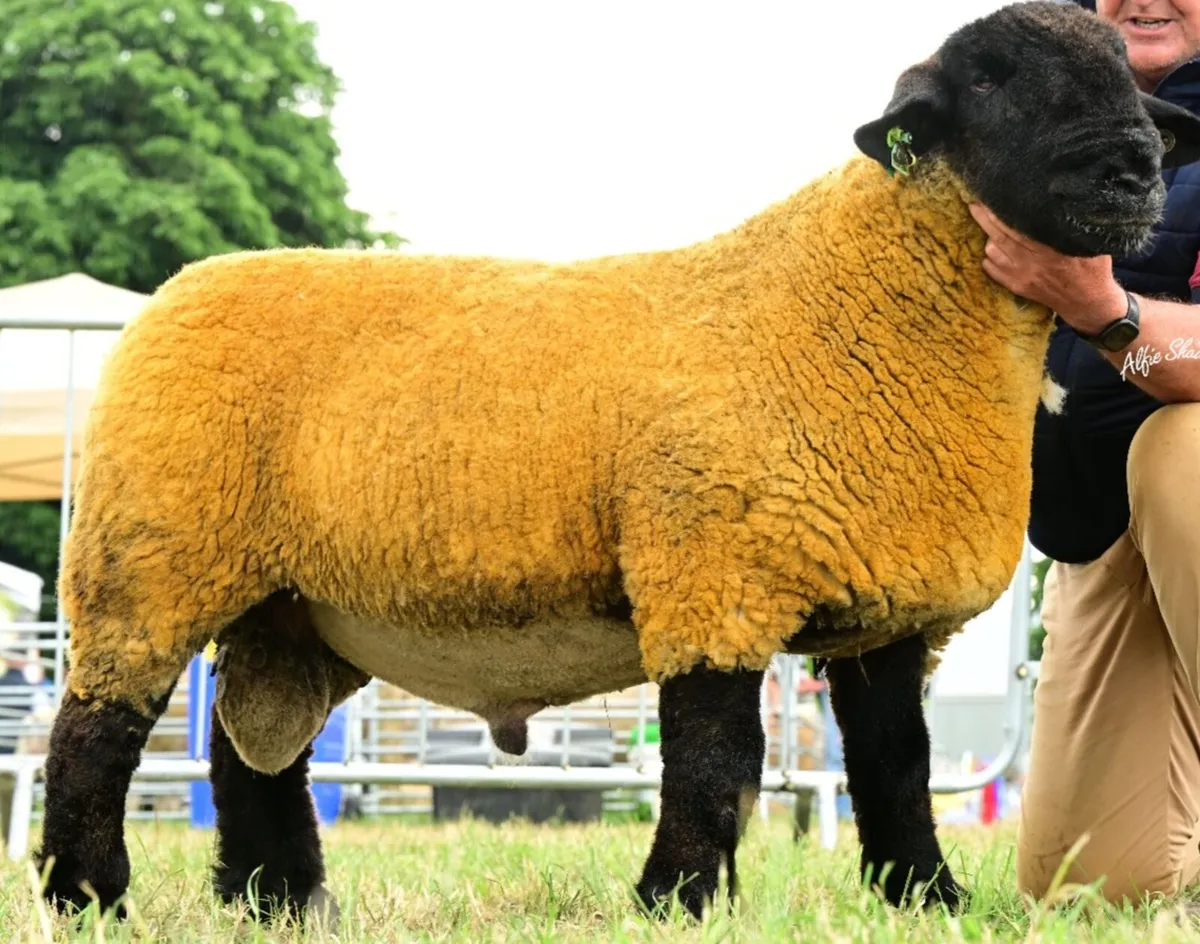 SUFFOLK  SIS RAMLAMBS - Image 2