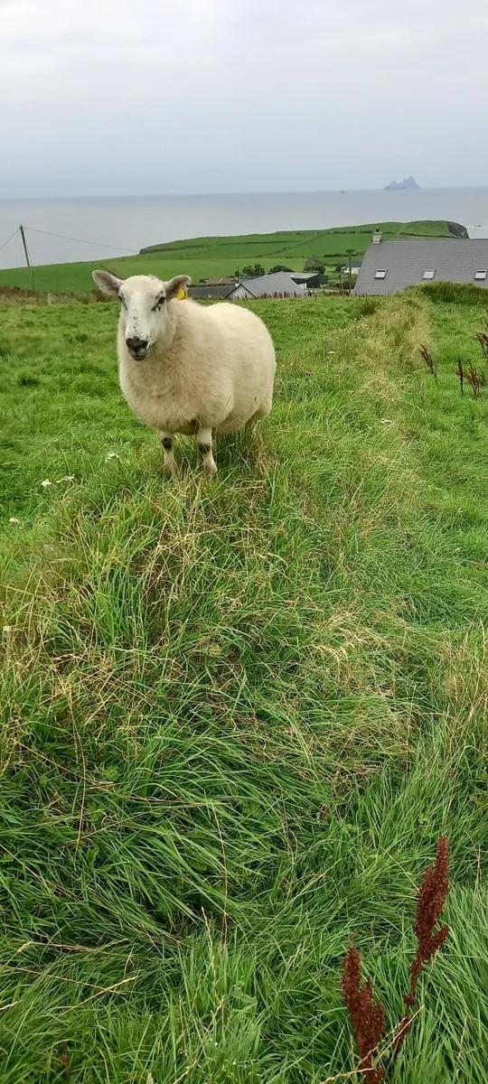 Sheep - Image 1