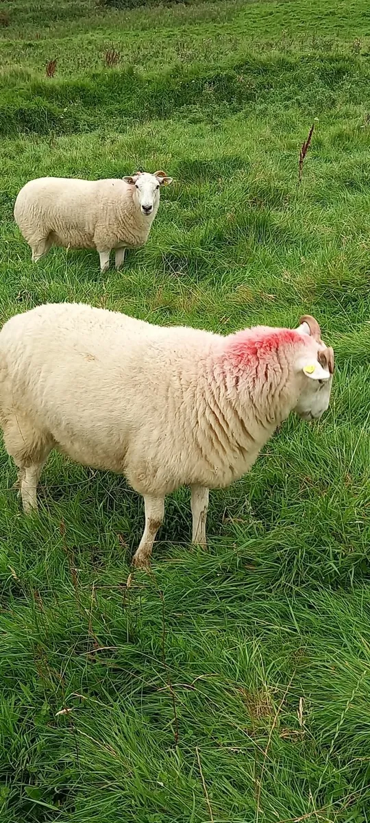 Sheep - Image 2