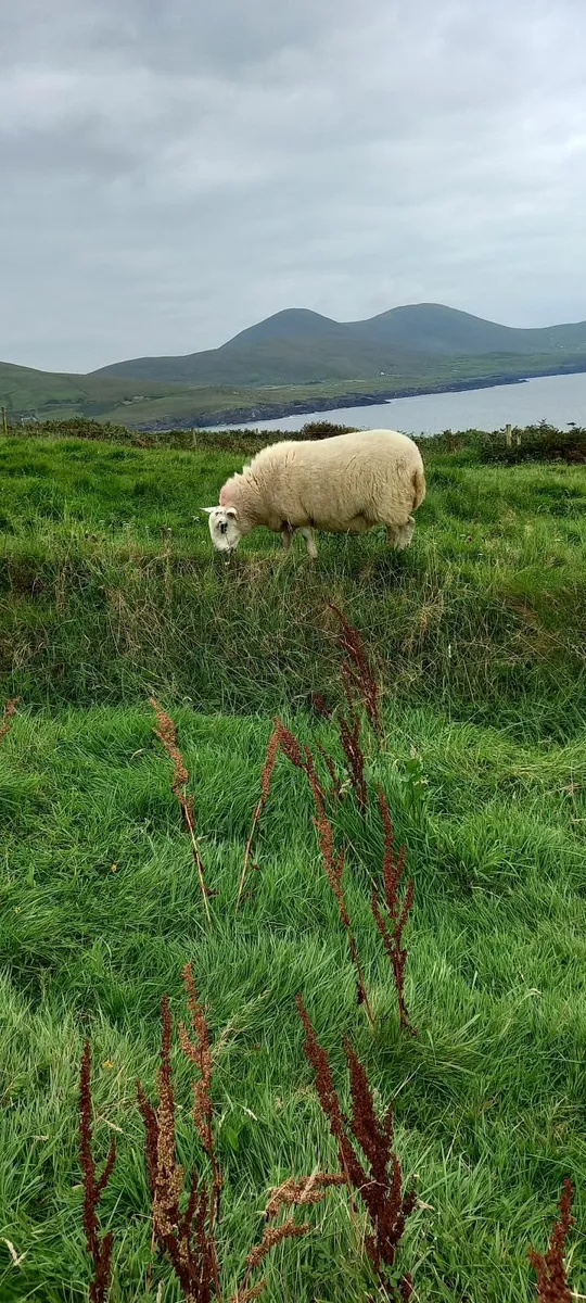 Sheep - Image 3