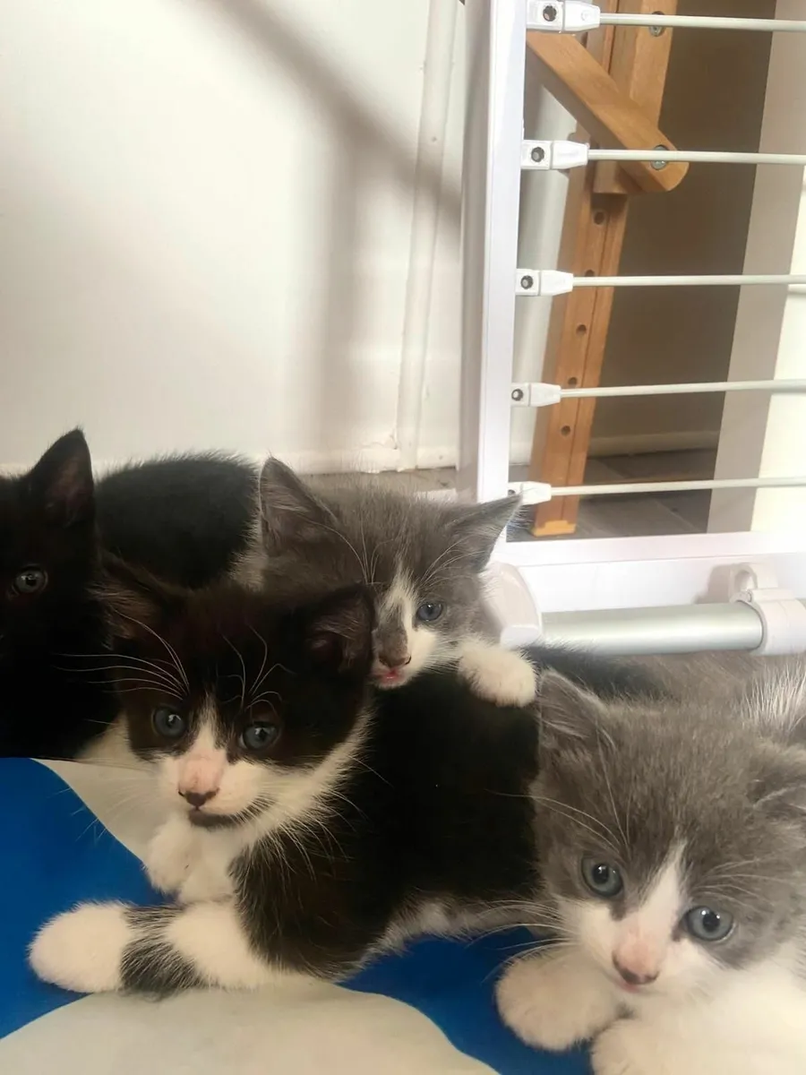 Kittens - Image 1