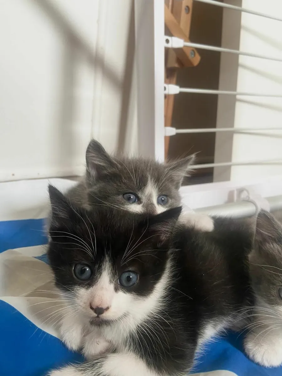 Kittens - Image 2