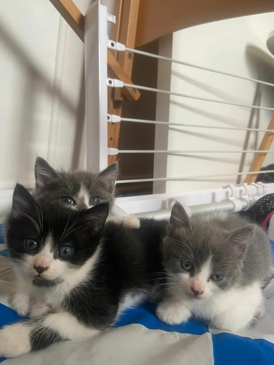 Kittens - Image 3