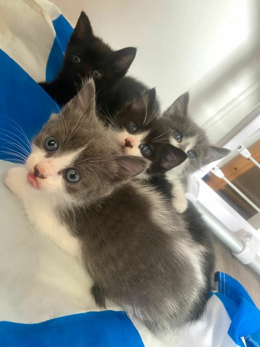 Kittens - Image 4