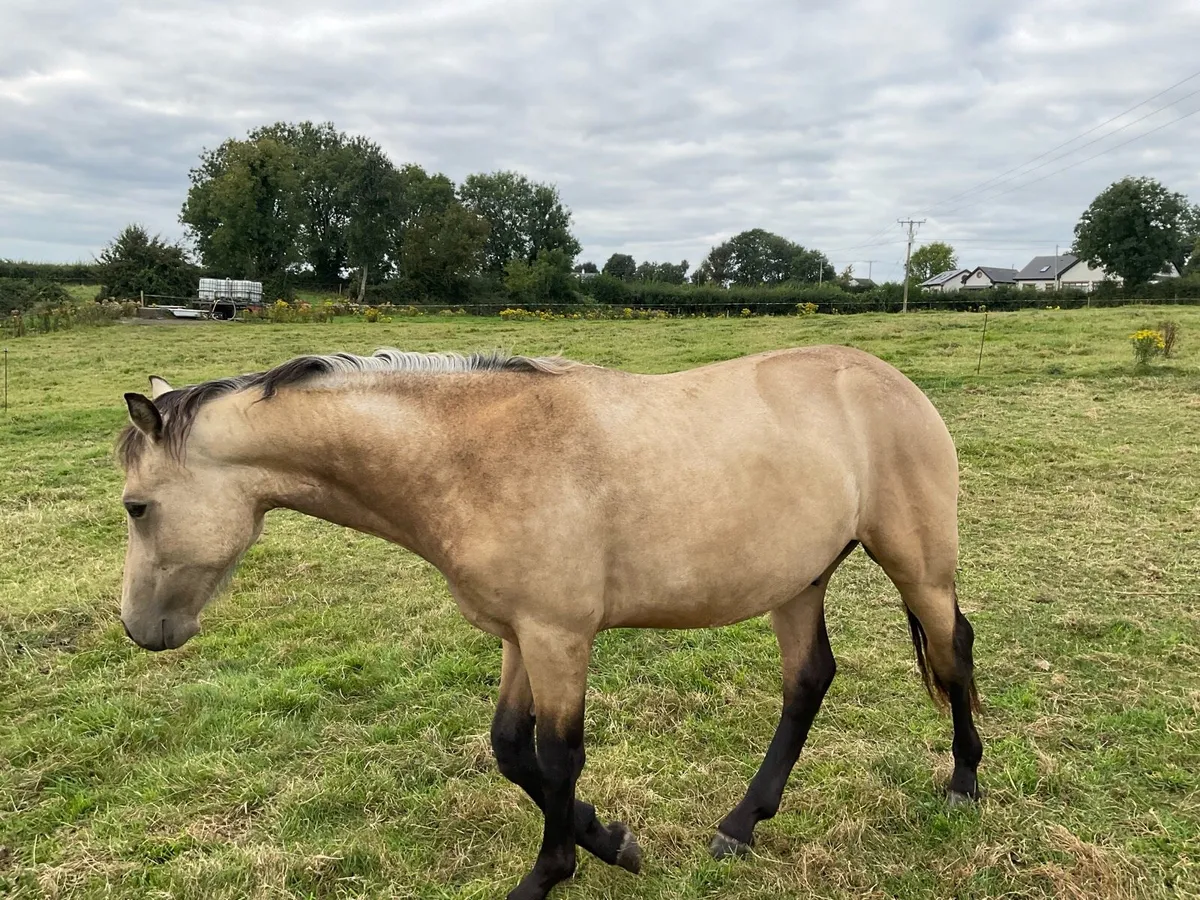 Connemara yearling colt - Image 1