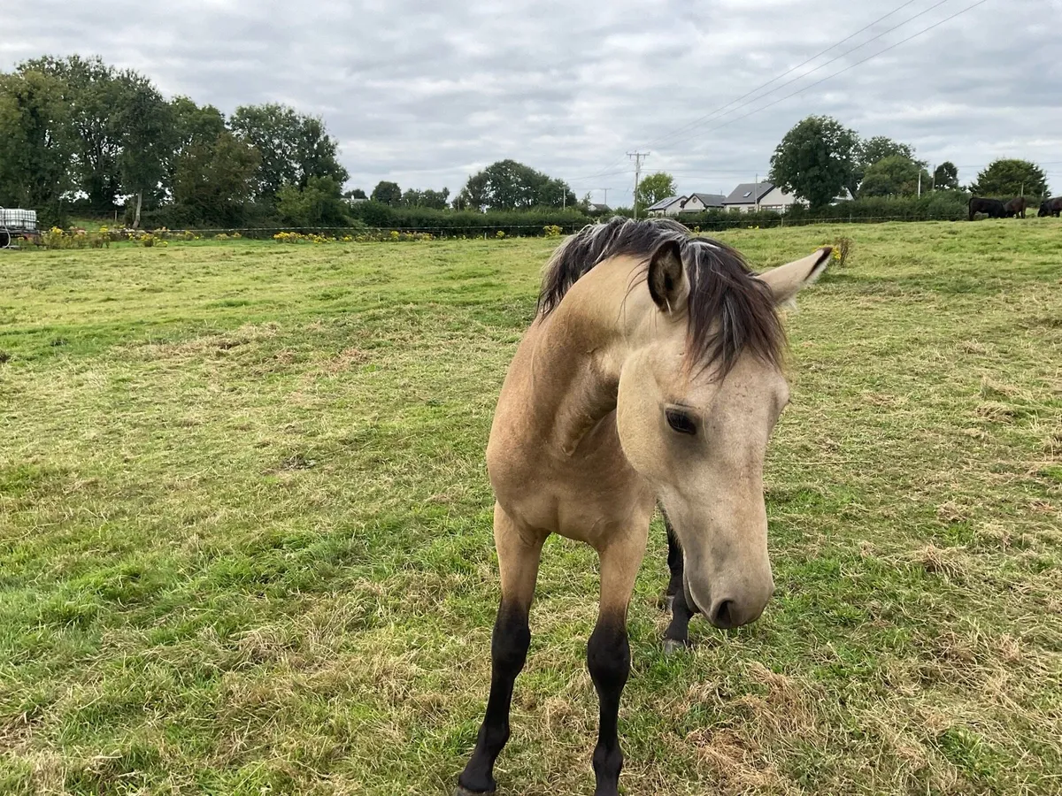 Connemara yearling colt - Image 2