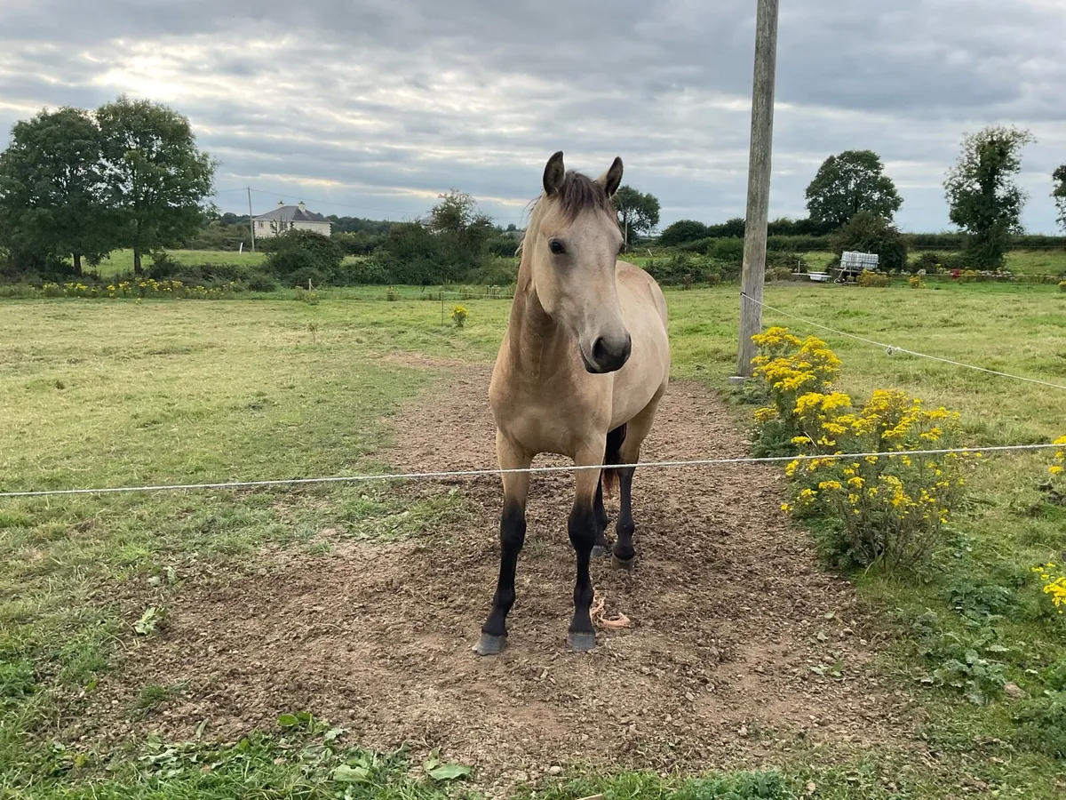 Connemara yearling colt - Image 4