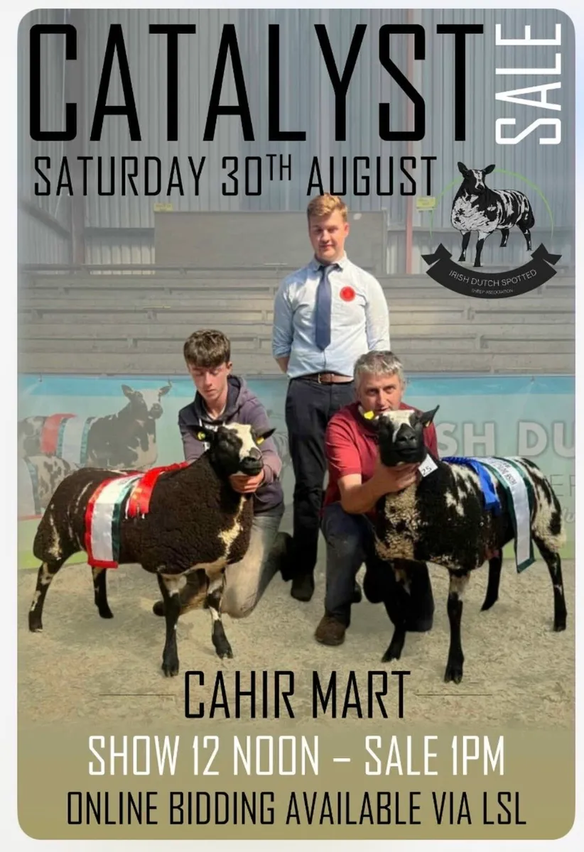 Dutch Spotted  Sale 30 Aug - Image 1
