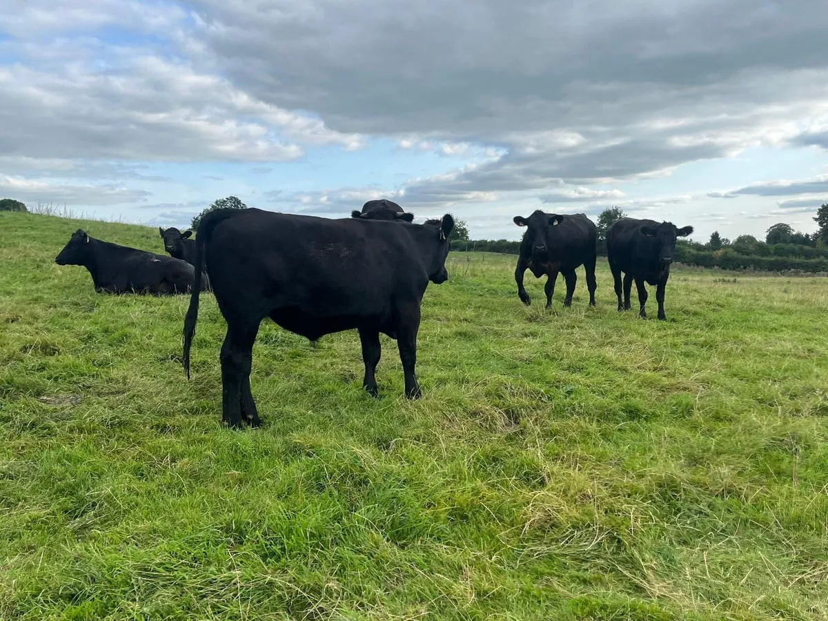 12 proper 500 kg Angus store bullocks - Image 1