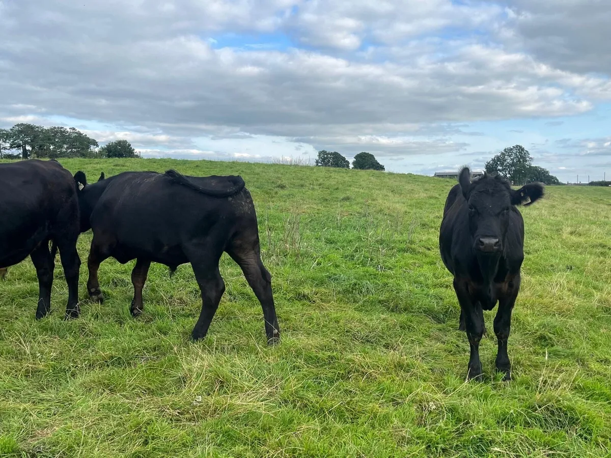 12 proper 500 kg Angus store bullocks - Image 2