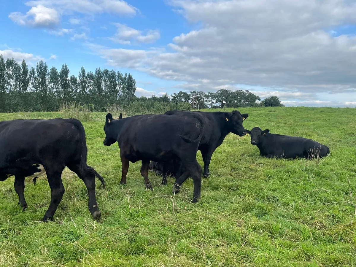 12 proper 500 kg Angus store bullocks - Image 3