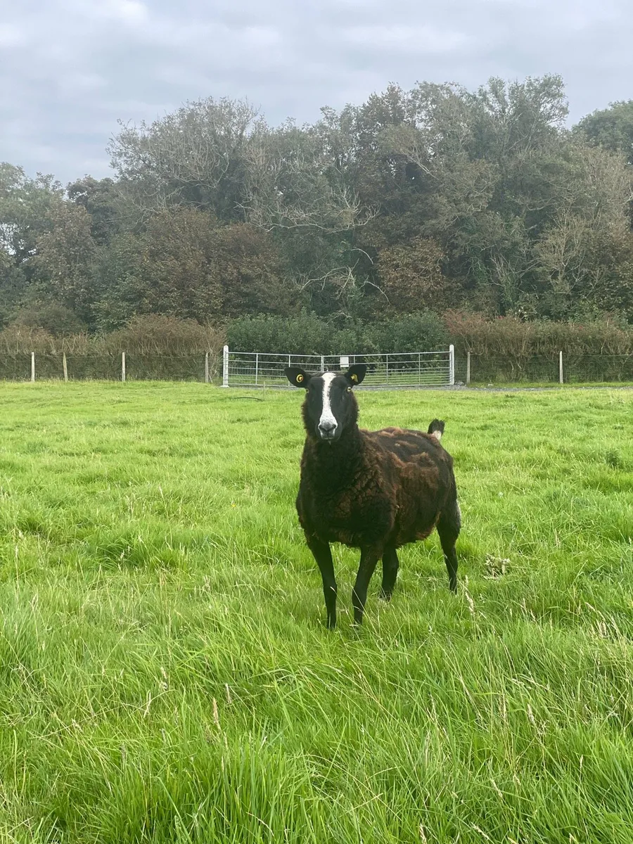3 x Purebred Registered Zwartble Ewes - Image 1