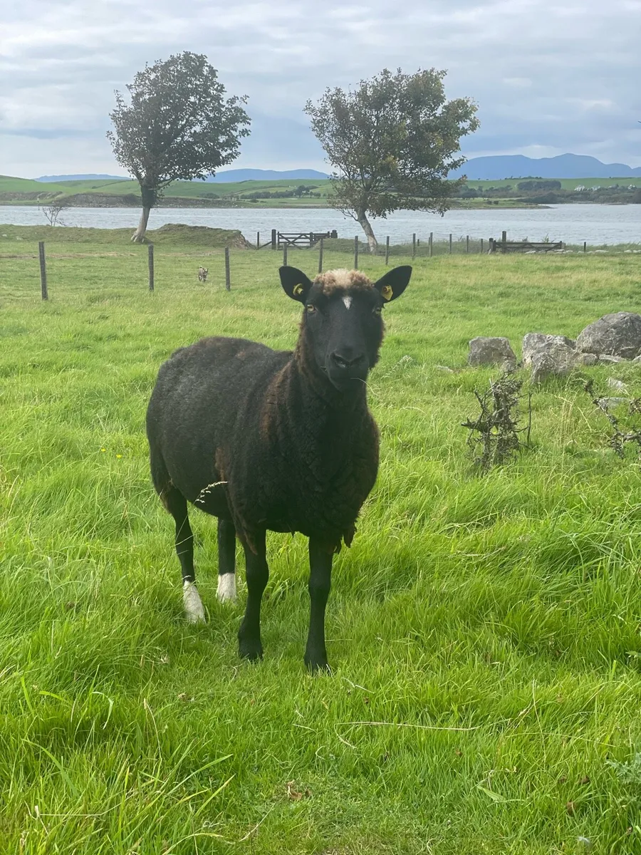 3 x Purebred Registered Zwartble Ewes - Image 2