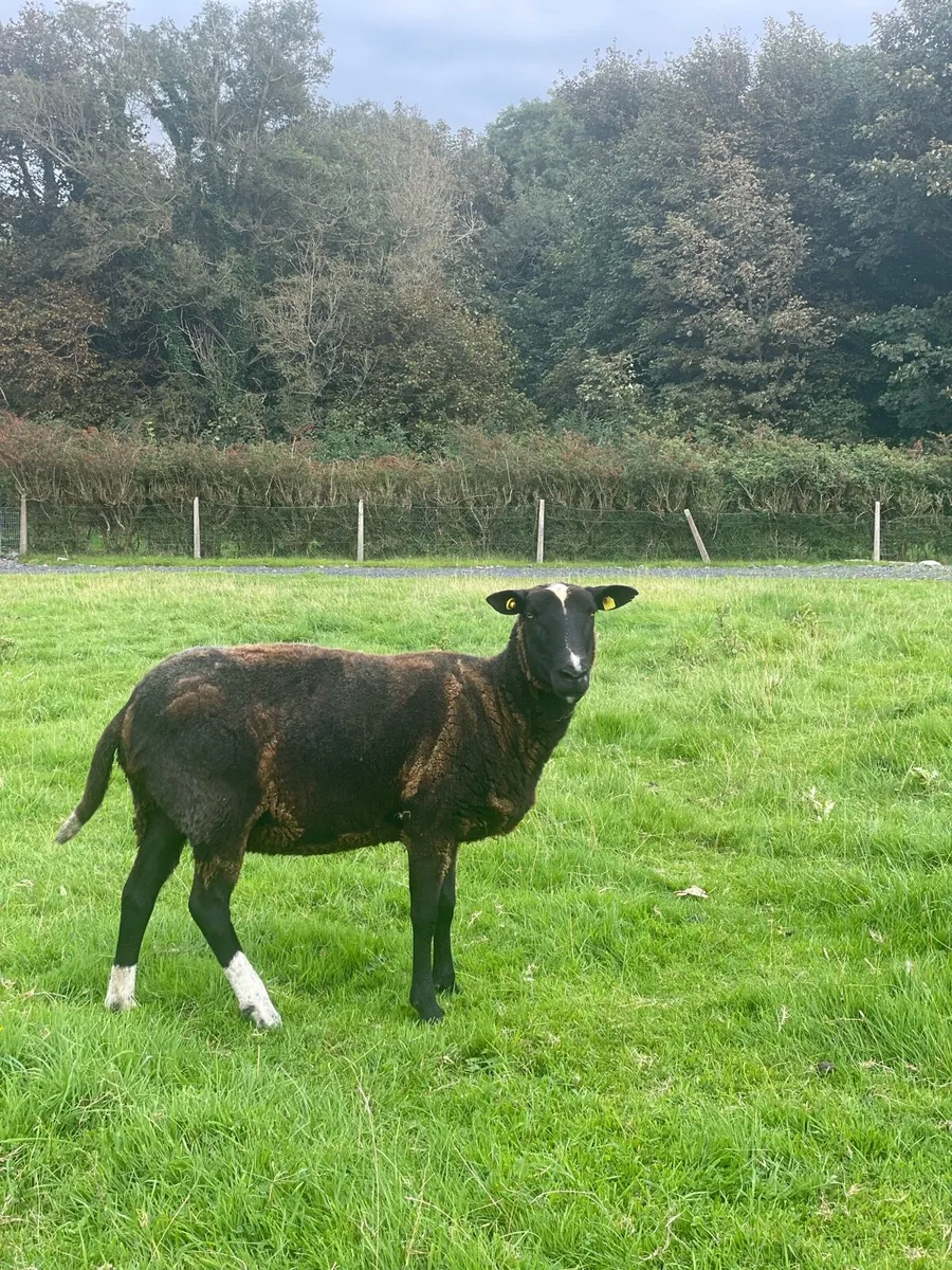 3 x Purebred Registered Zwartble Ewes - Image 3