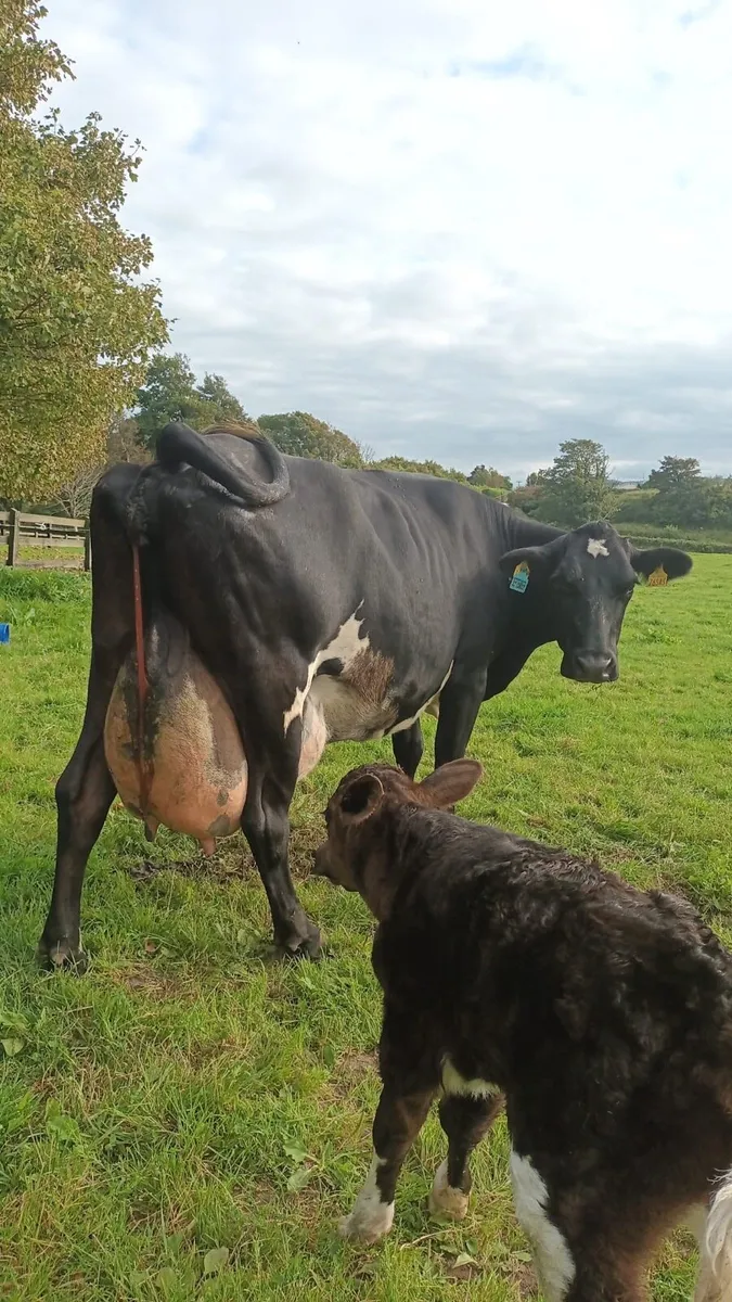 Young Freshly Calved Cow - Image 1