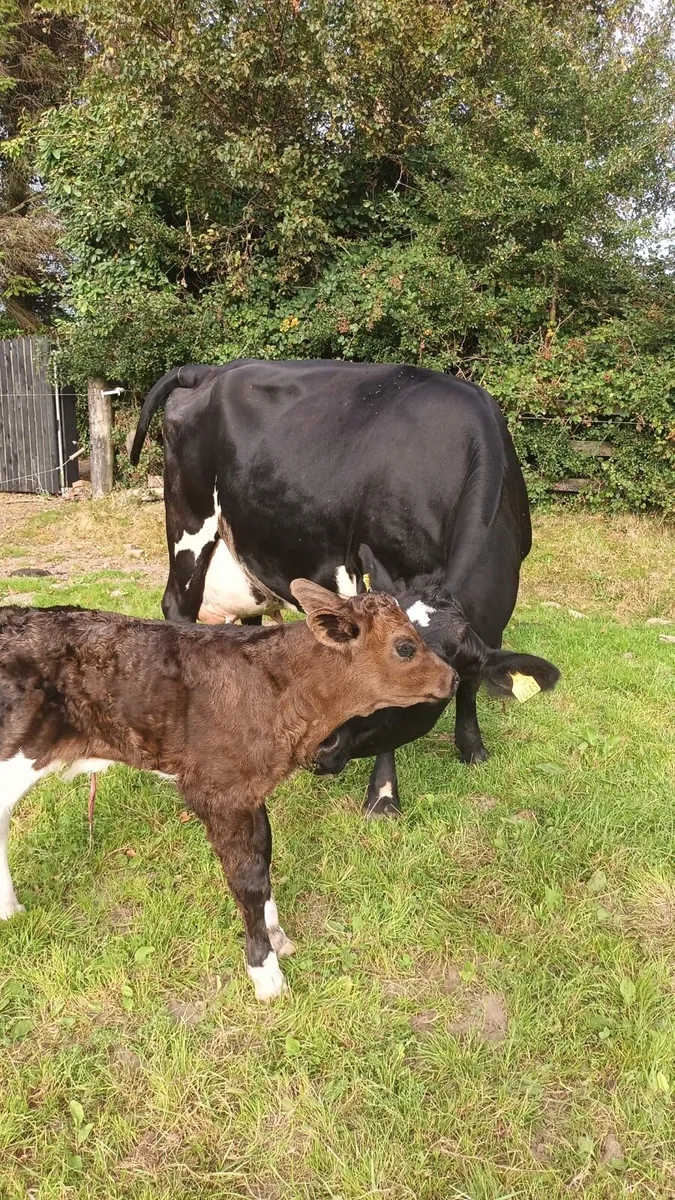Young Freshly Calved Cow - Image 2