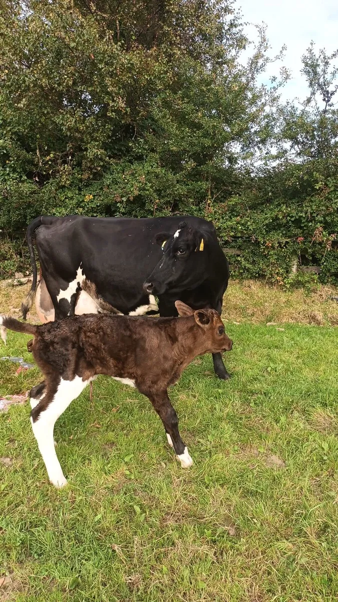 Young Freshly Calved Cow - Image 3