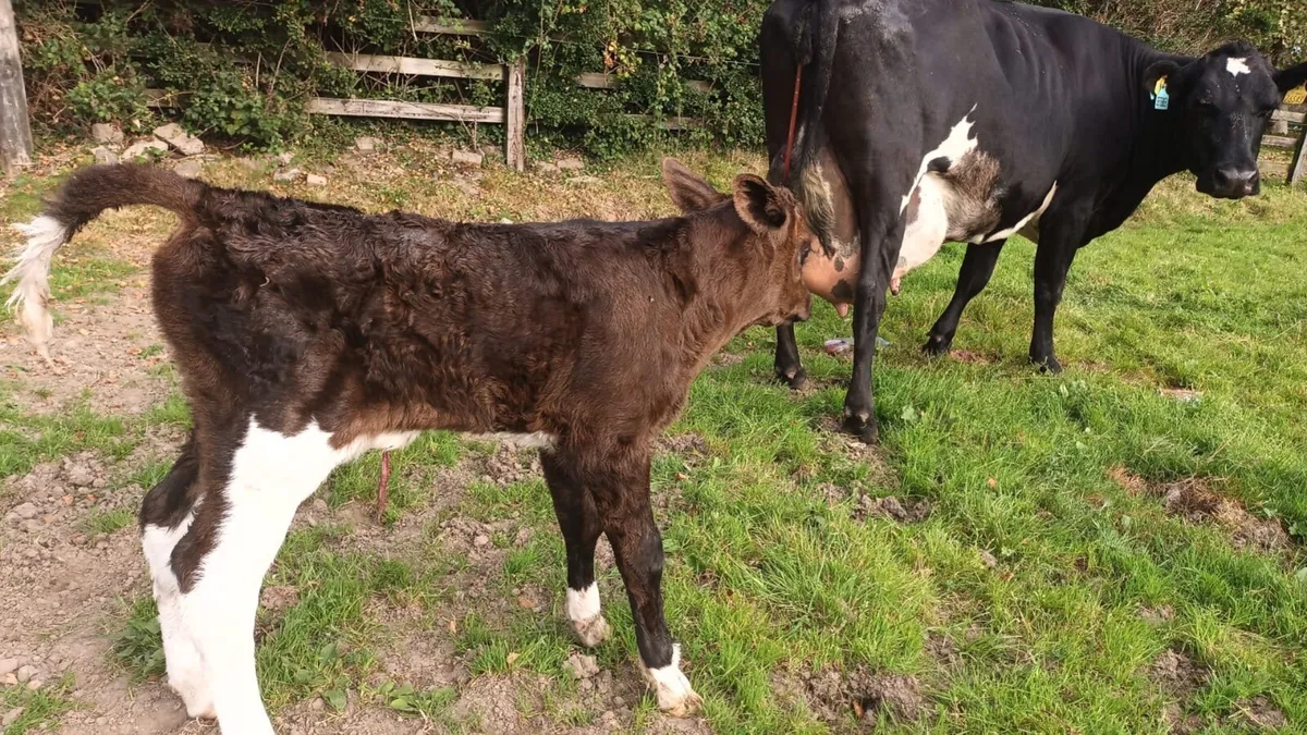 Young Freshly Calved Cow - Image 4