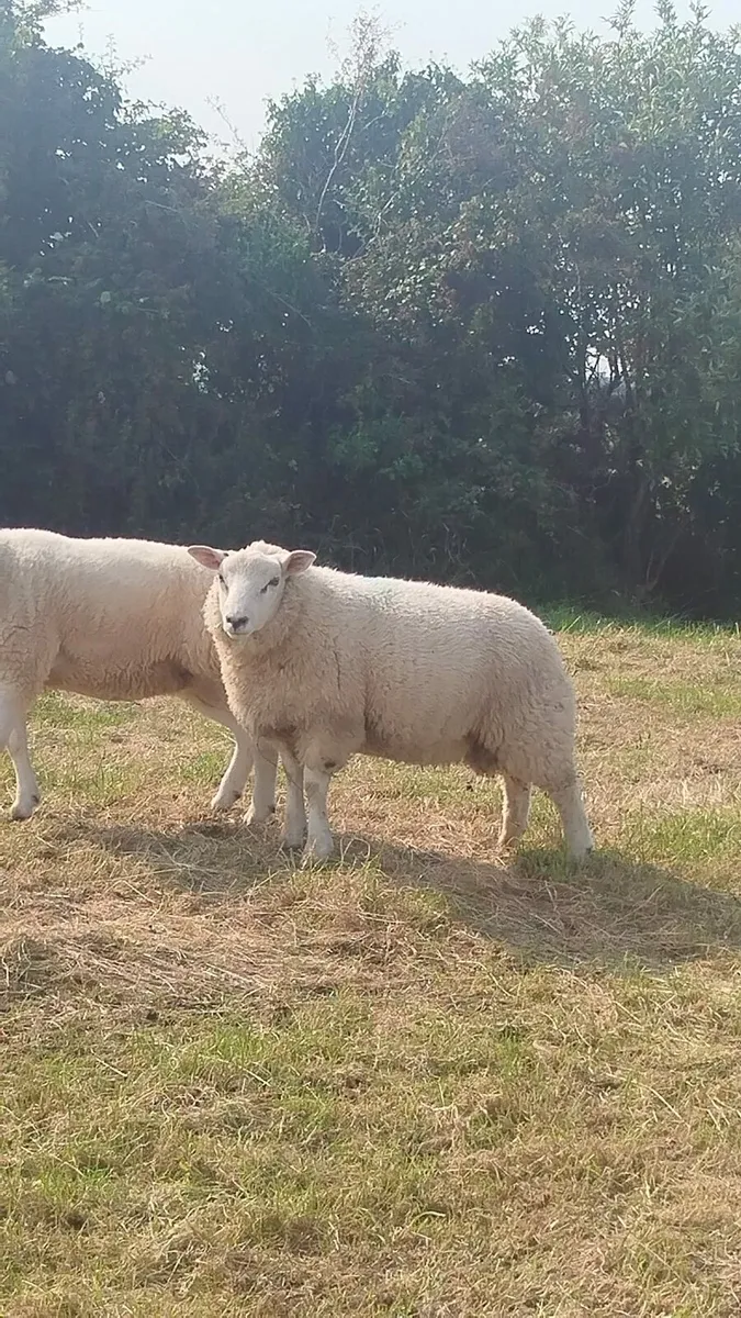 Hybrid Ram Lamb