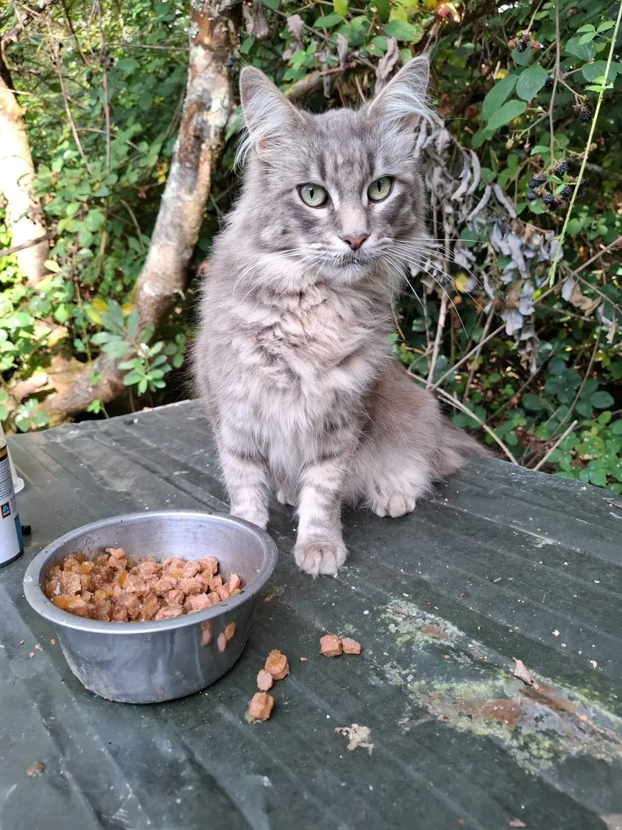 Maine Coon - Image 1