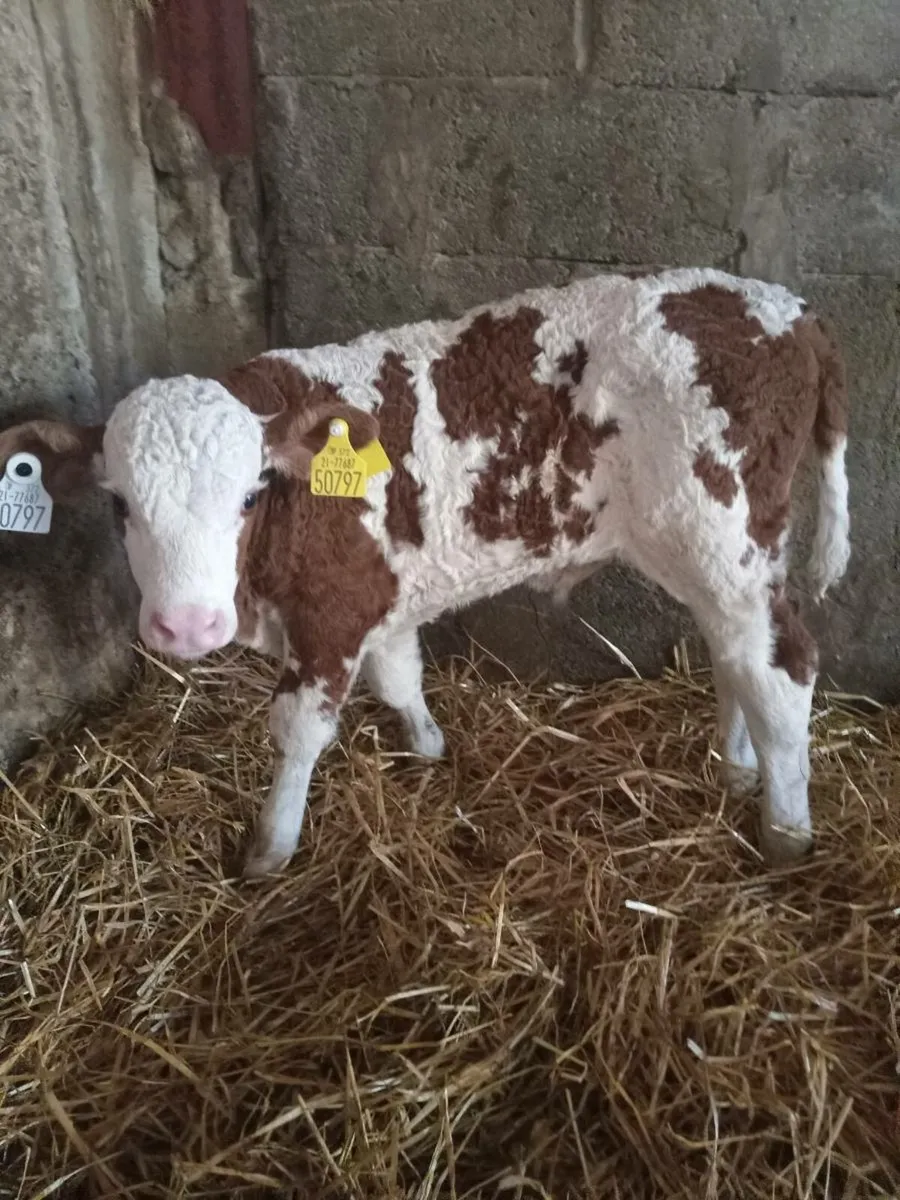Simmental calves - Image 1