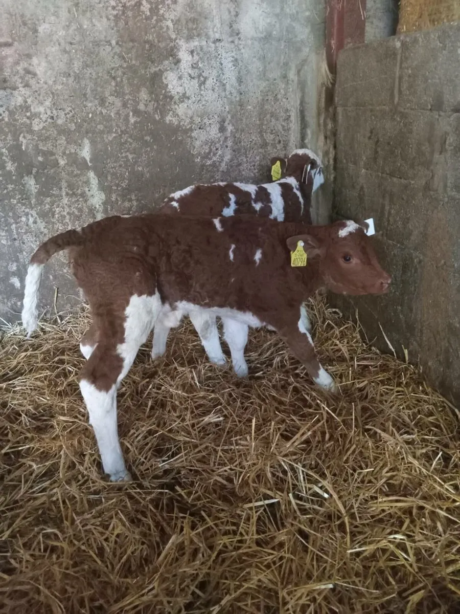 Simmental calves - Image 2