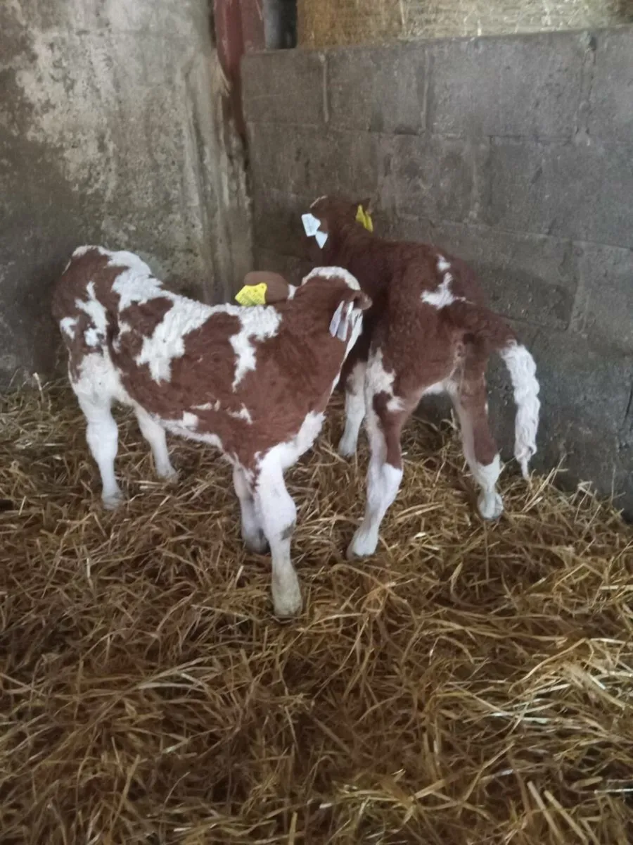 Simmental calves - Image 3