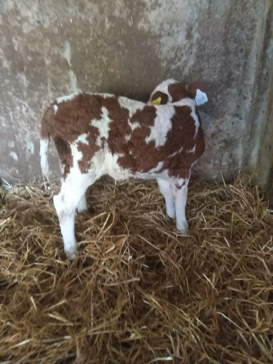 Simmental calves - Image 4