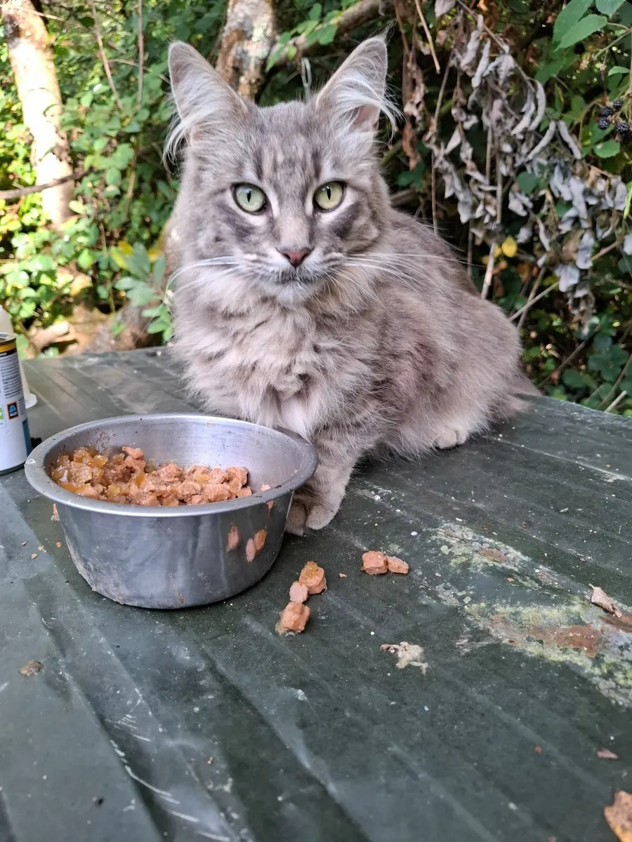 Maine Coon - Image 2