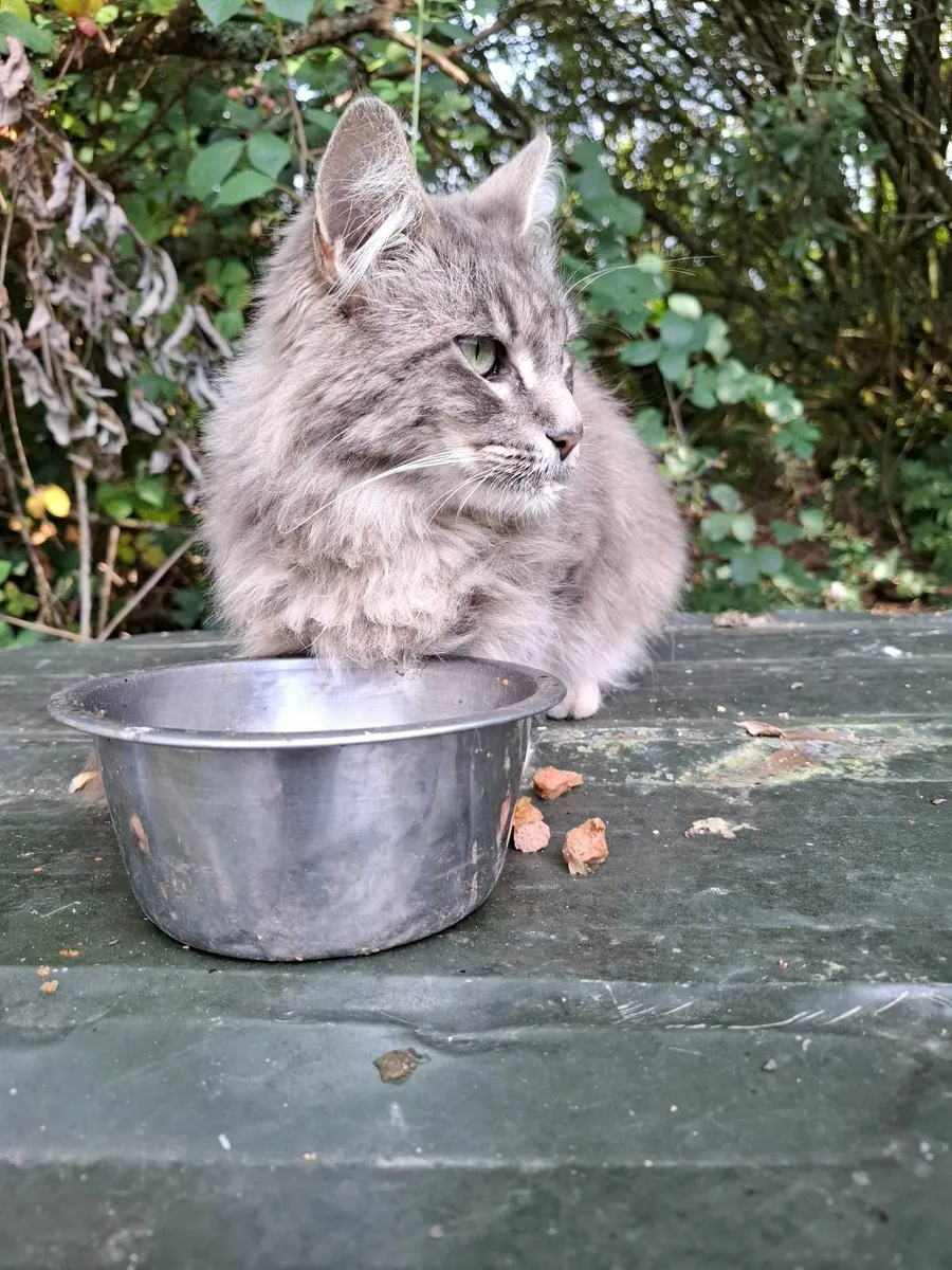 Maine Coon - Image 3