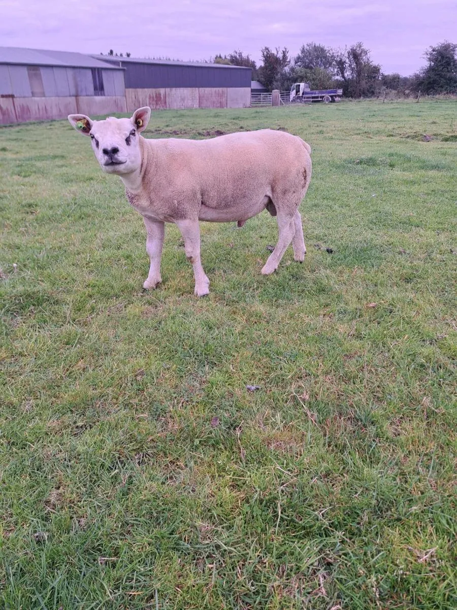 Texel hogget Ram - Image 1
