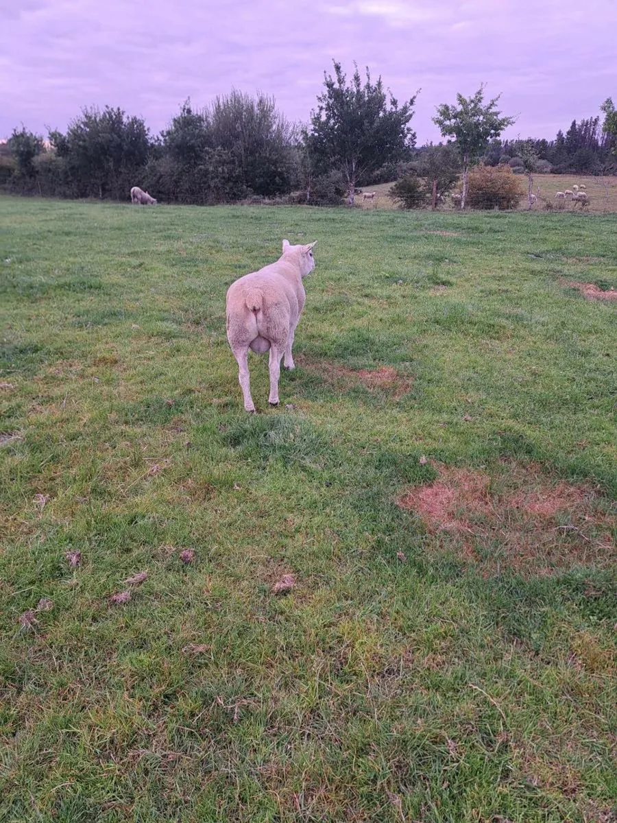 Texel hogget Ram - Image 2