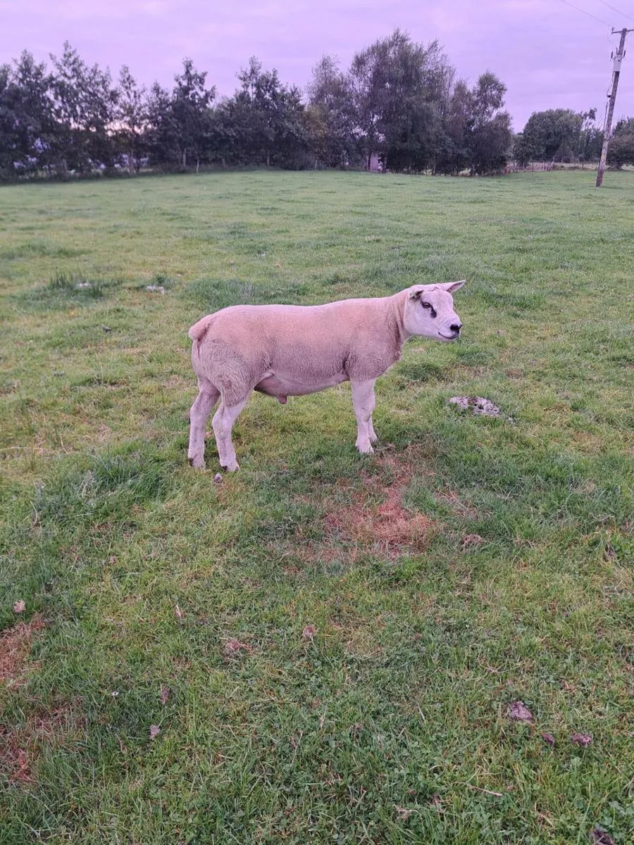 Texel hogget Ram - Image 3