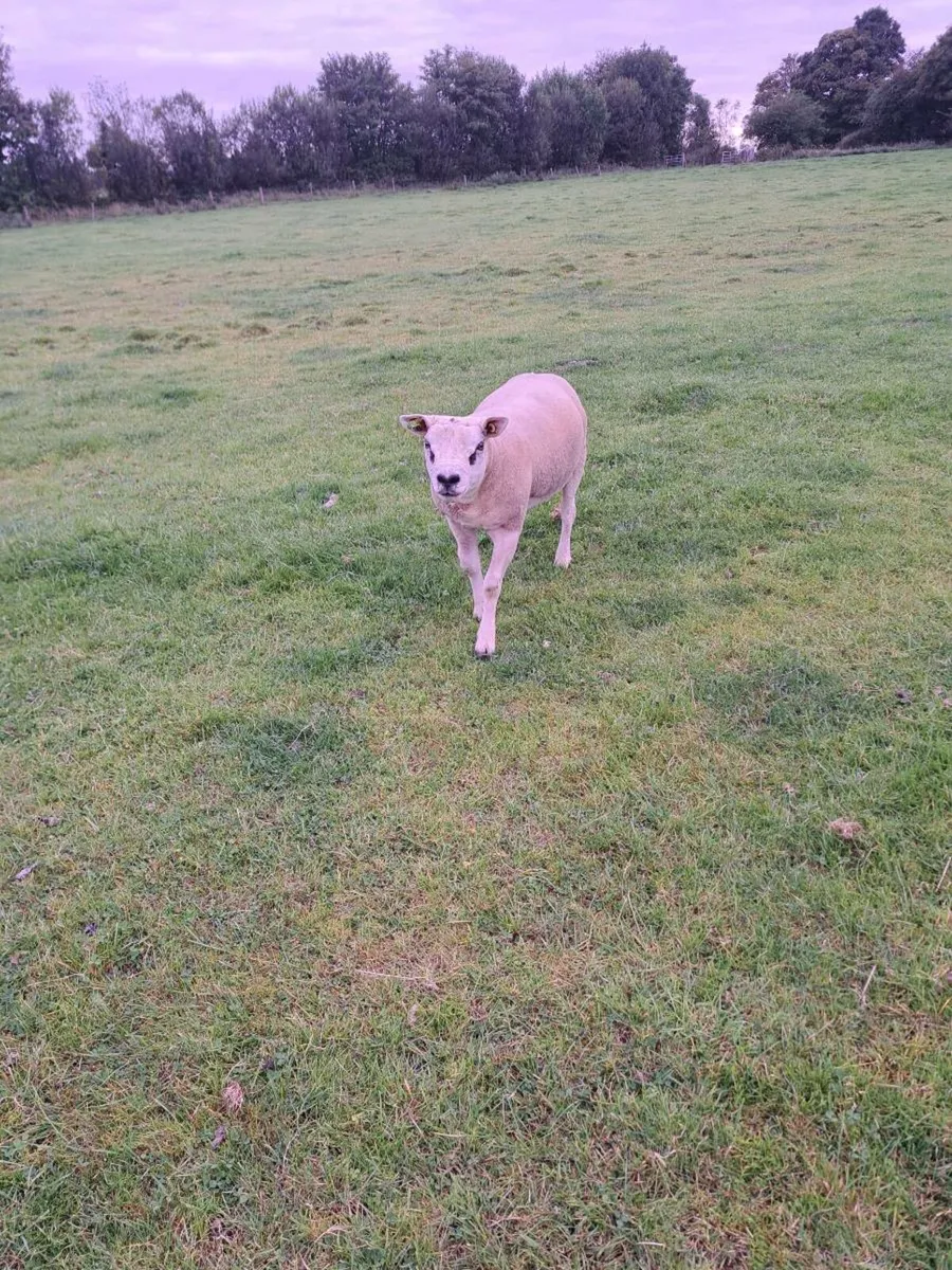 Texel hogget Ram - Image 4