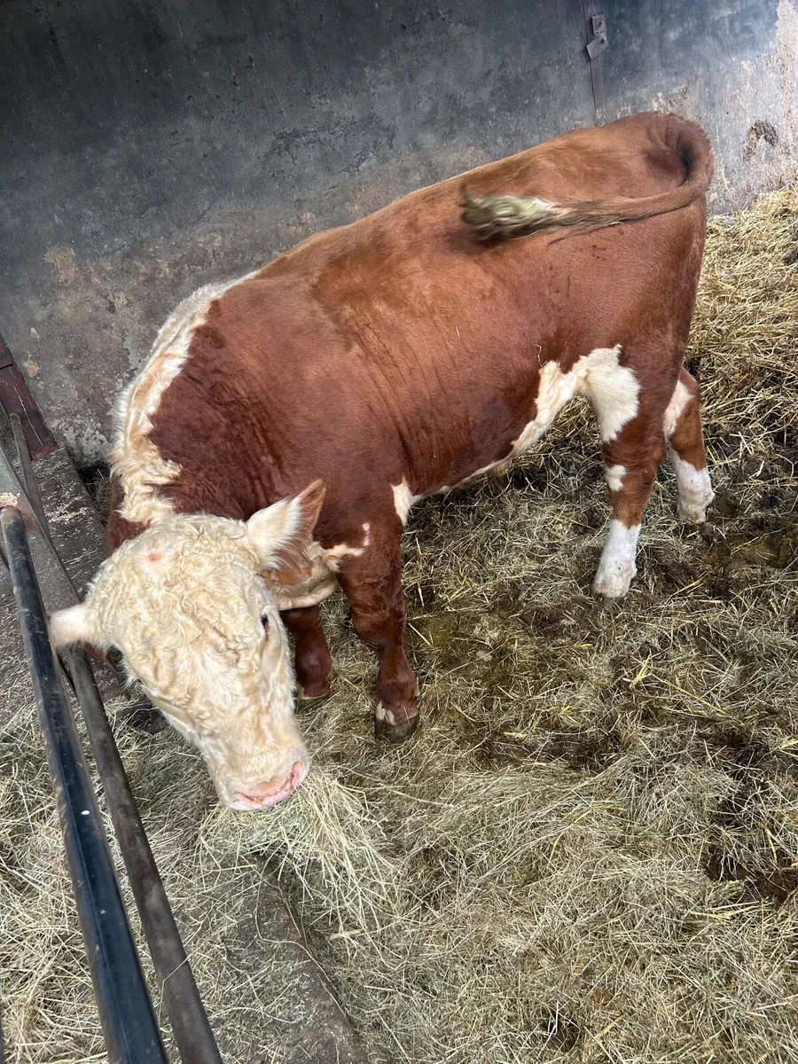 Cattle - Image 3