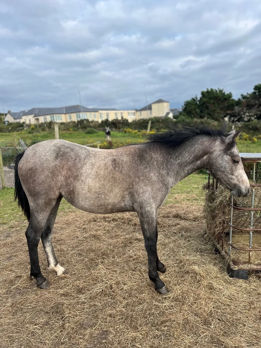 Connemara - Image 1