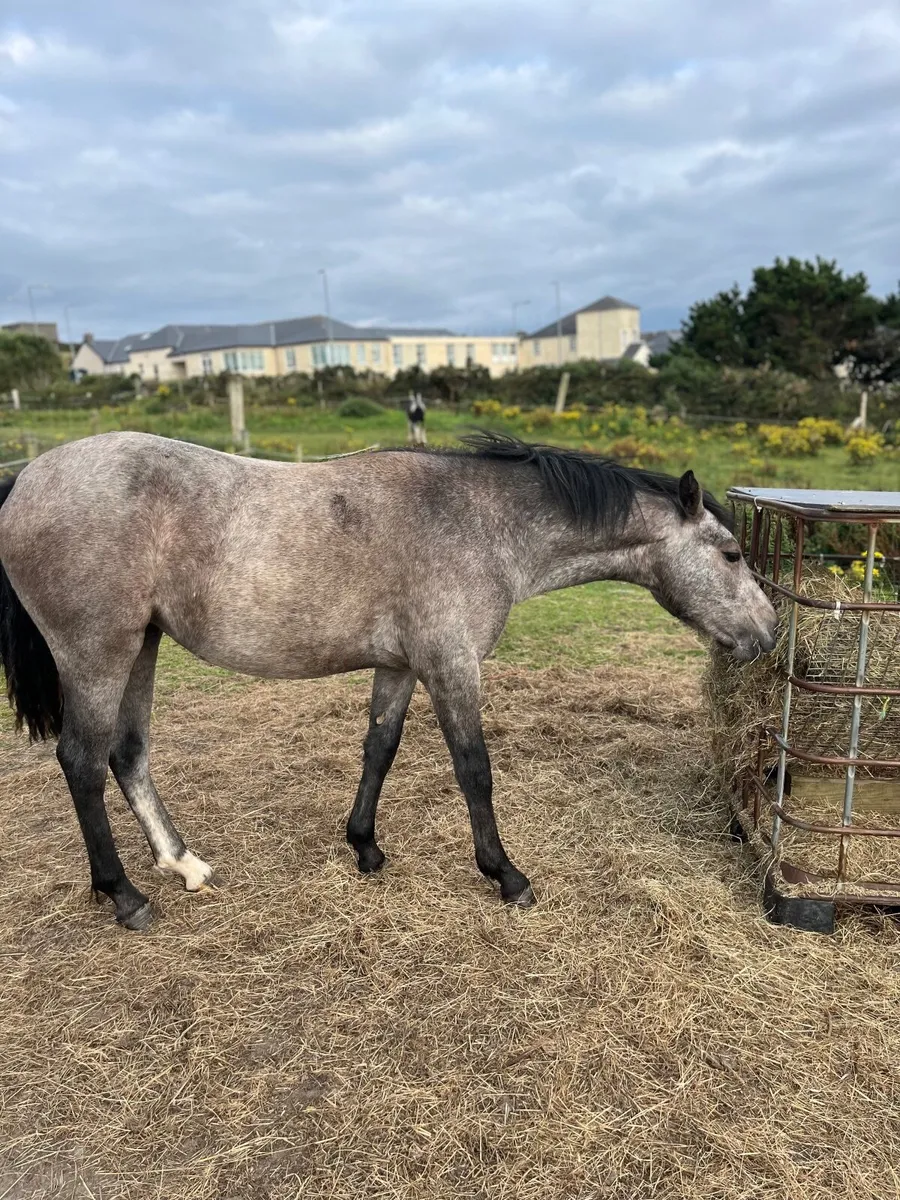 Connemara - Image 2