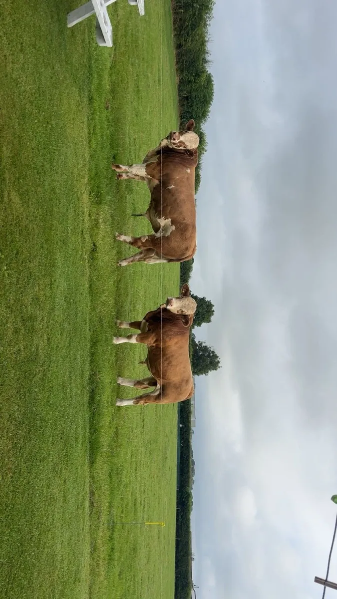 Simmental bulls - Image 1