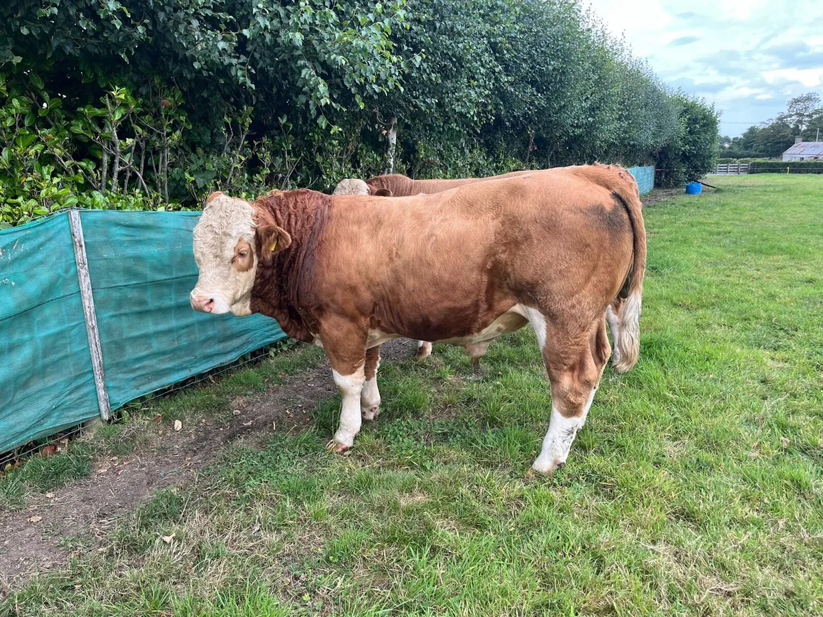Simmental bulls - Image 2