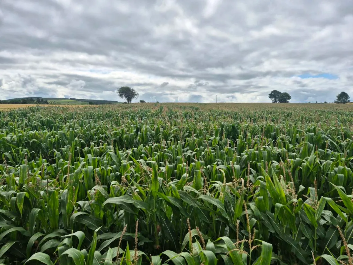 Maize for sale - Image 1